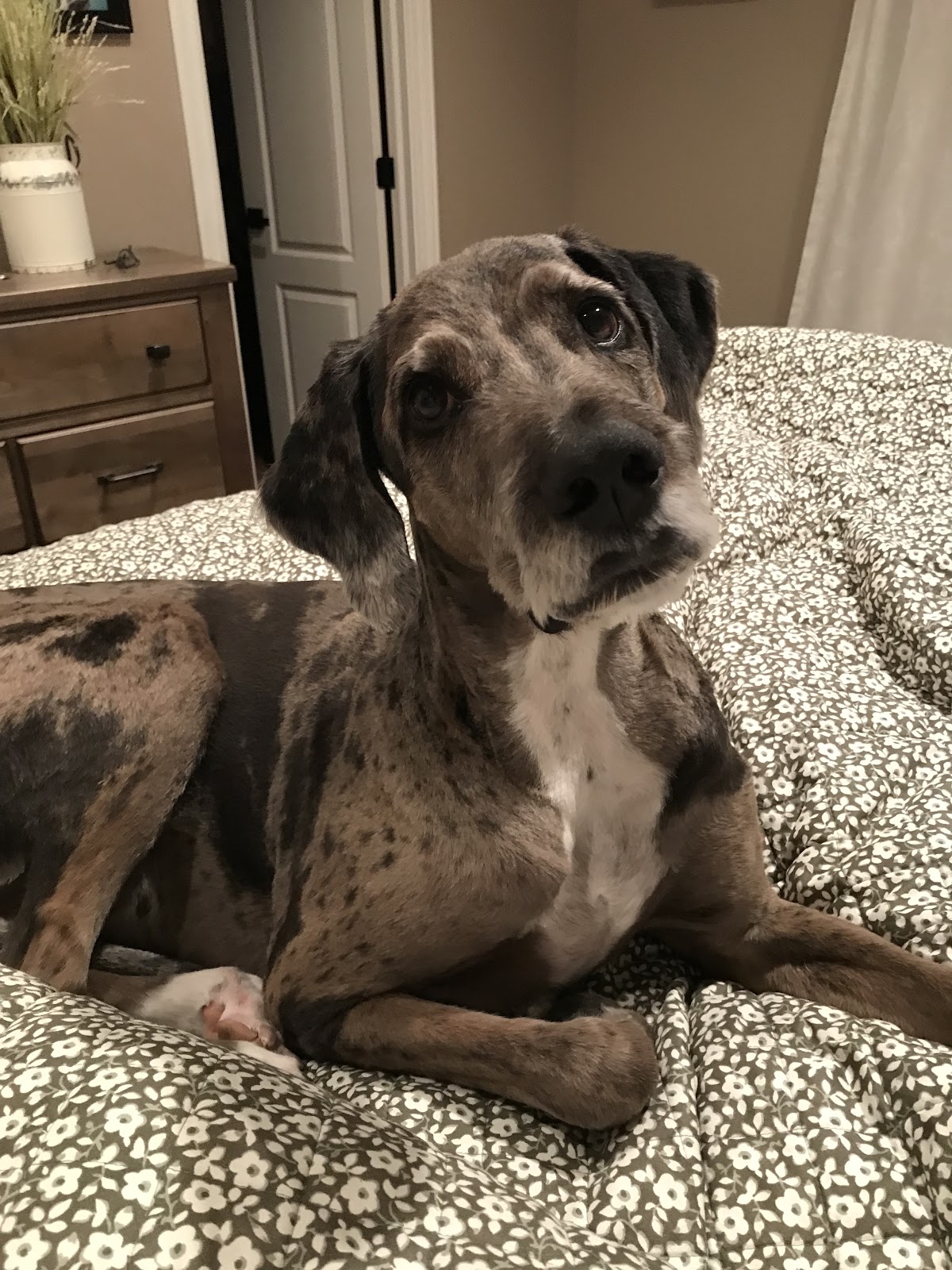 Dog Poo Poo - Photo 2