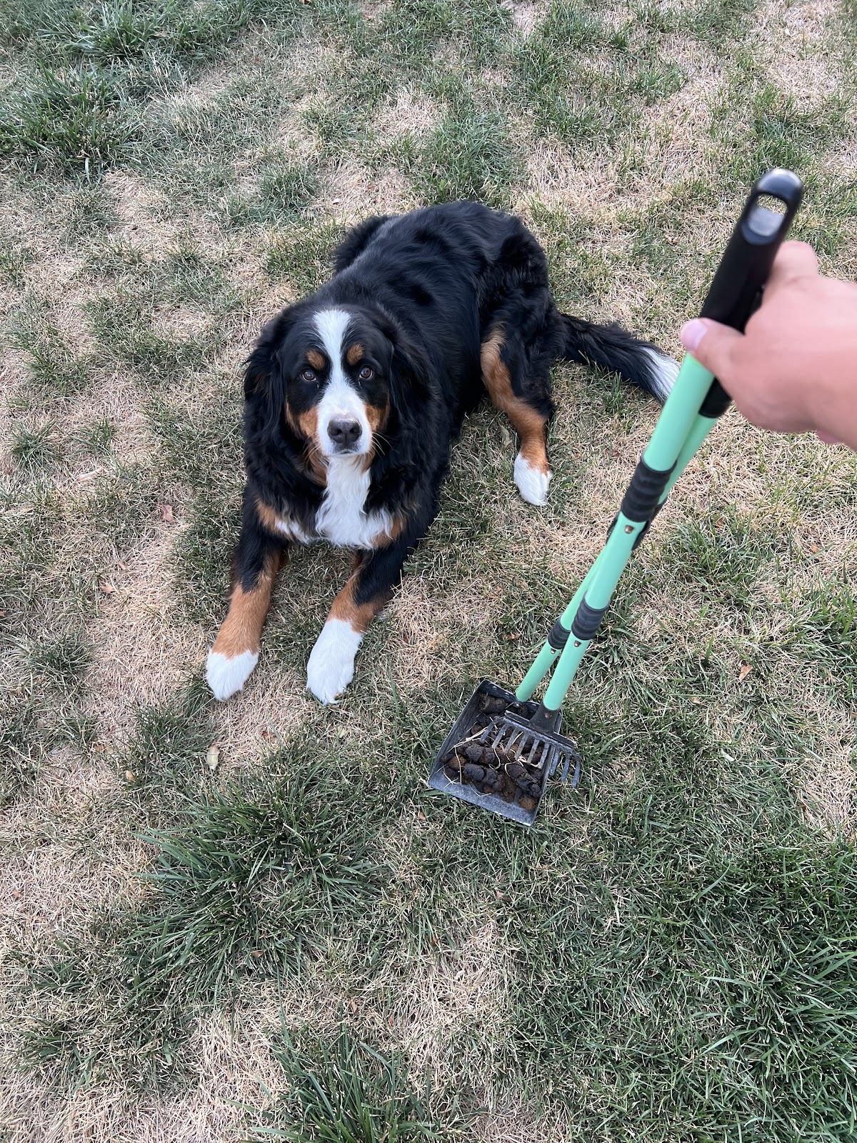 Dog Poo Poo - Photo 4