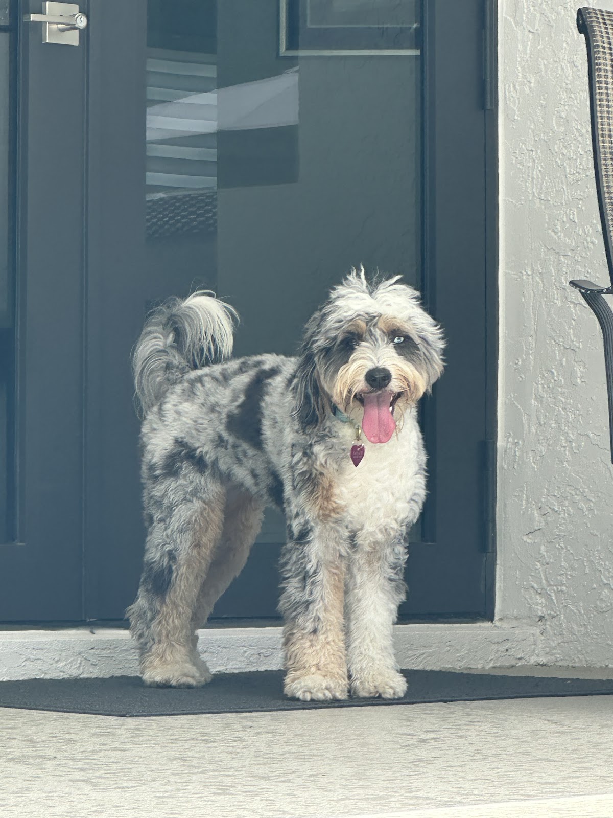 Paradise Poo Rescue — Yard Poop Removal - Photo 4