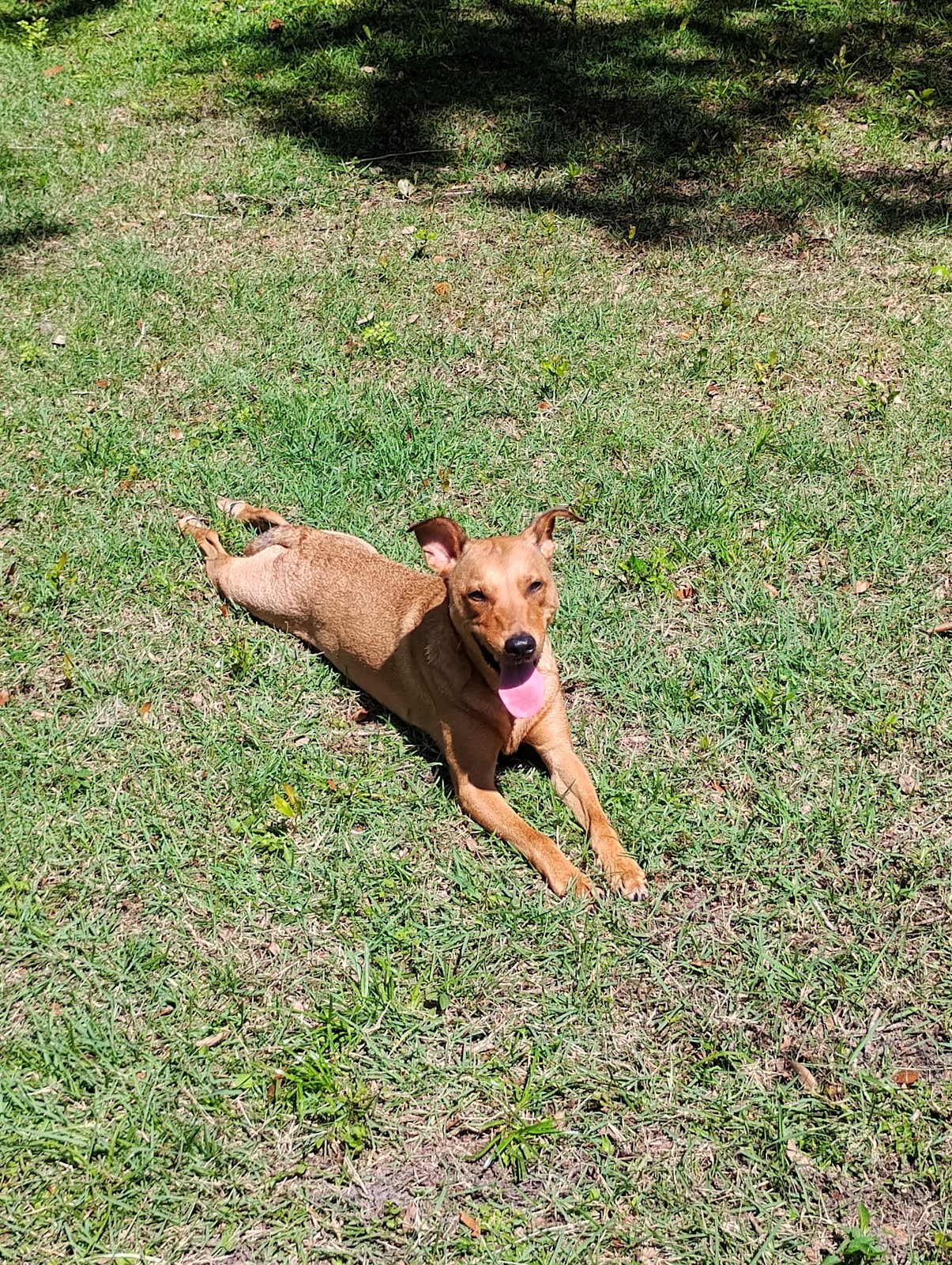 Village Poo Crew - Photo 3