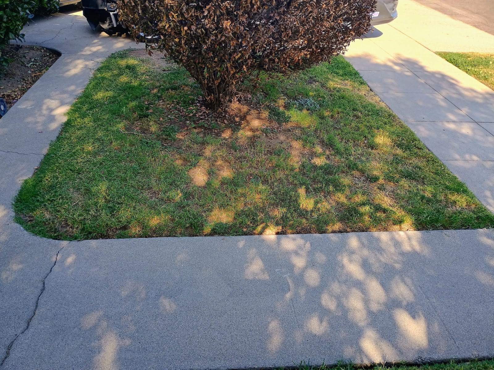 Pet waste removal by Old Head Wholesale LLC - Photo 4