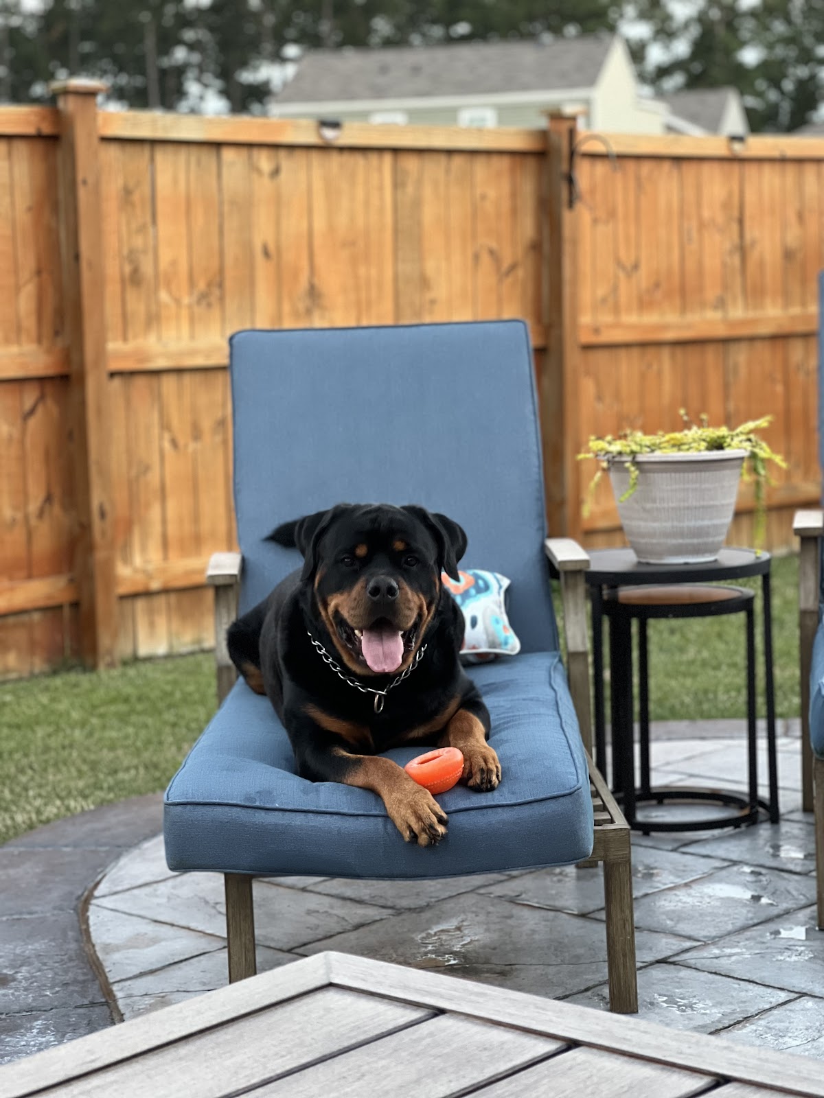 Scoop Gator- Charleston - Photo 4