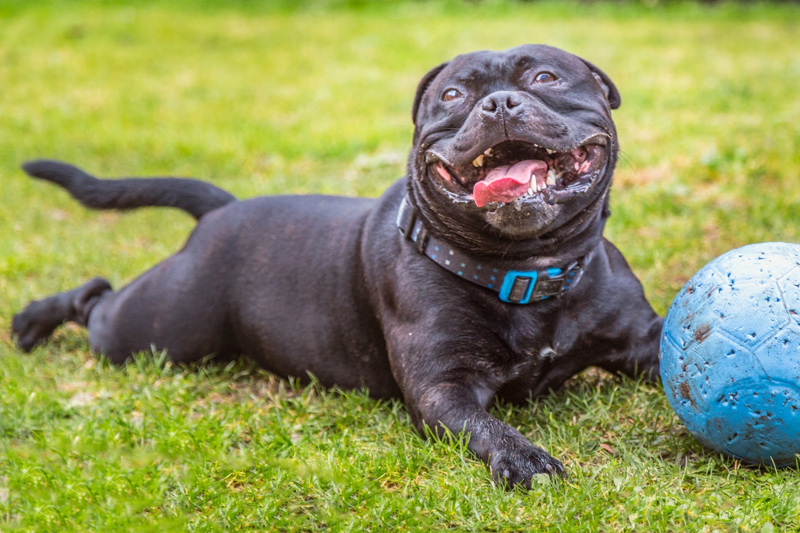 Austin Poop Scoop - Photo 2