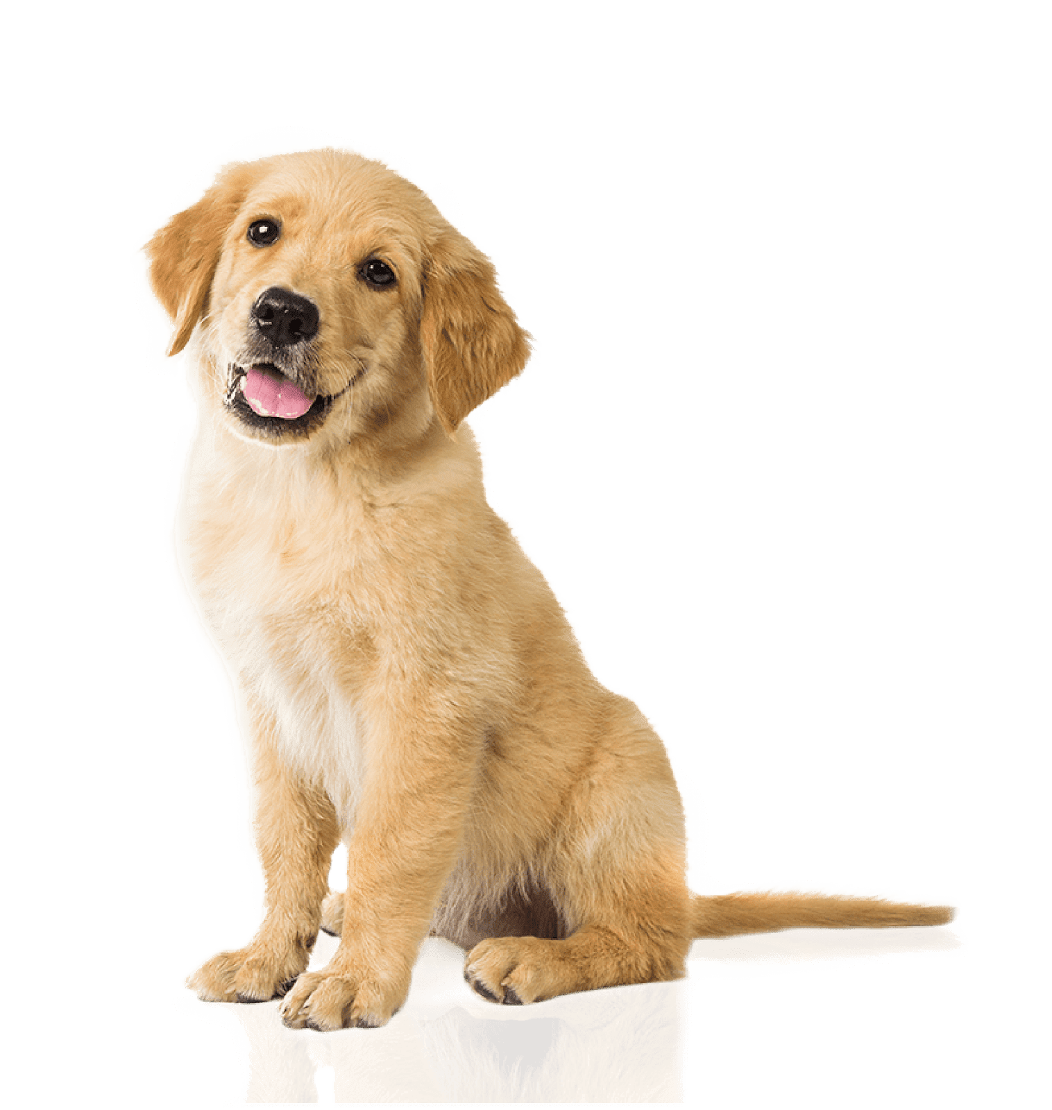 Austin Poop Scoop - Photo 3