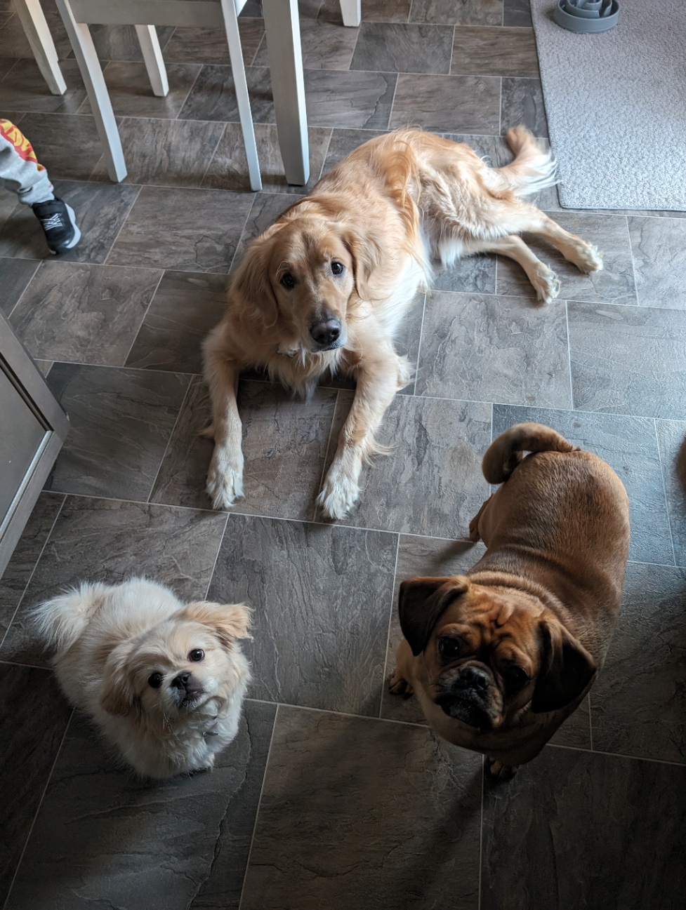 EcoPooch Dog Waste Removal - Photo 3