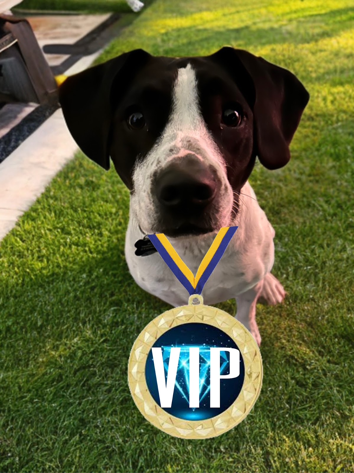 Scoopy Doody Doo - Photo 2