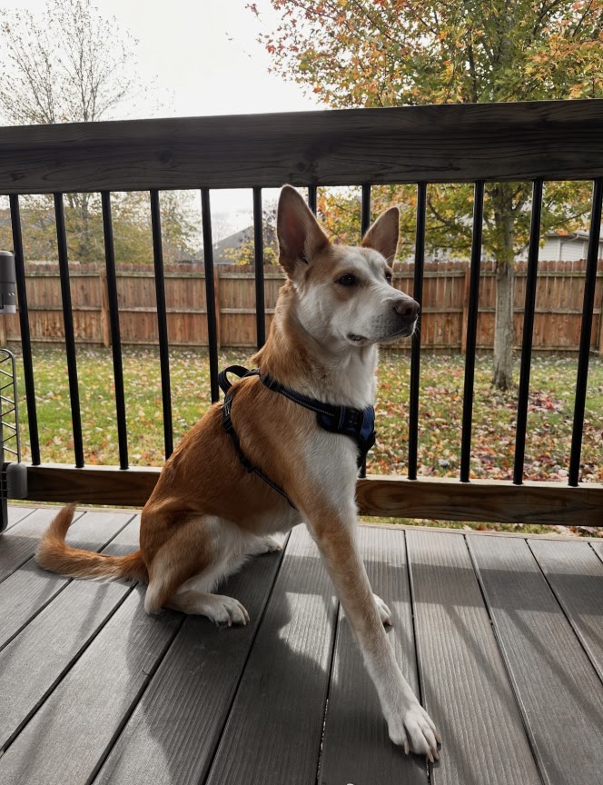 NoTrace - Pet Waste Removal