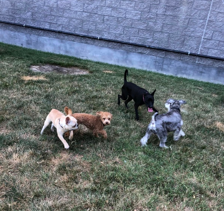 iScoop Pet Waste Company - Photo 2