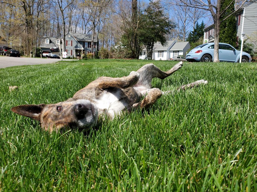 iScoop Pet Waste Company - Photo 4