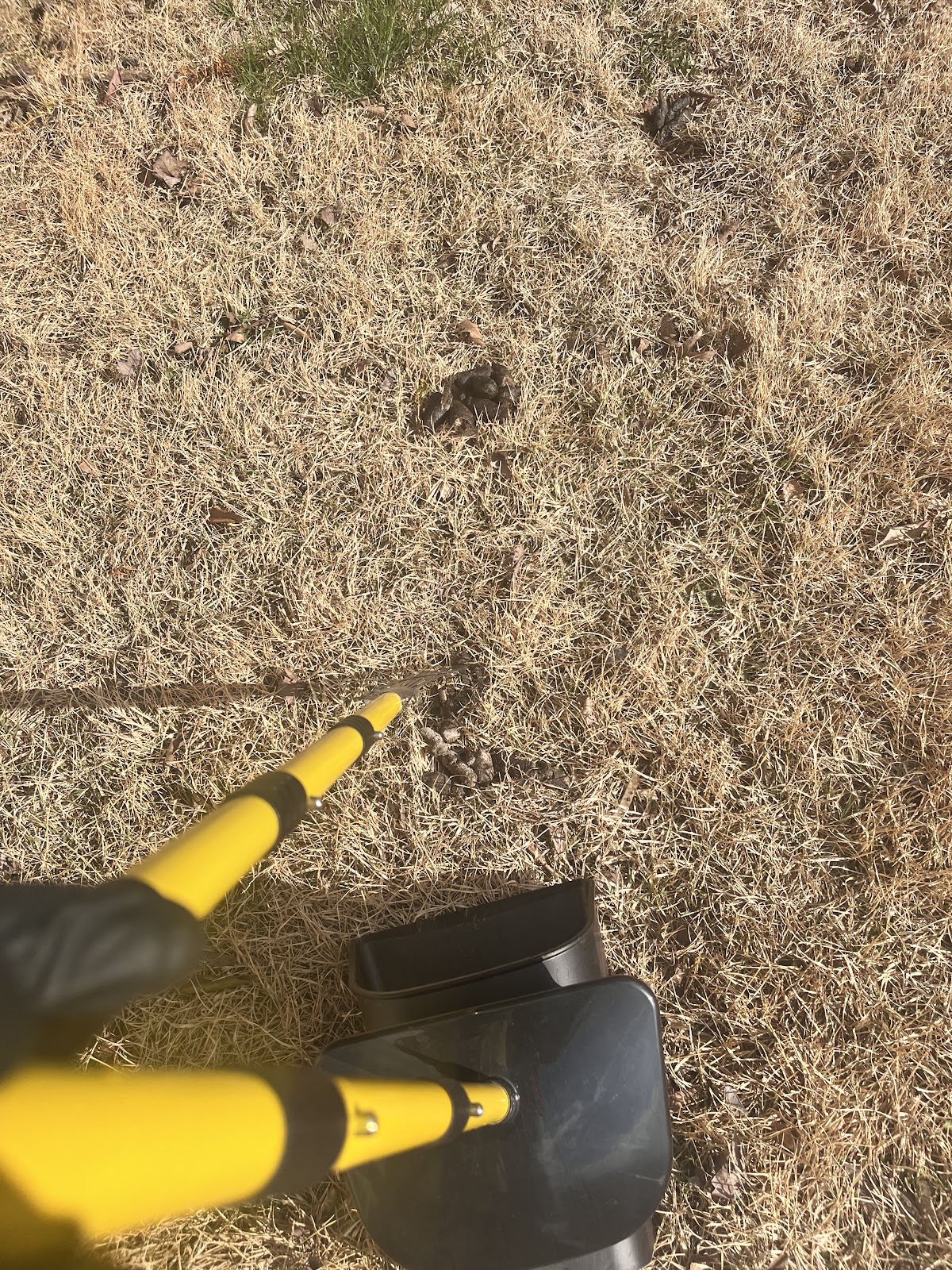 Mojo's Poop'n Scoop - Photo 4