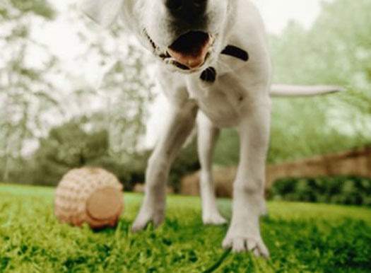 Scooper Joe's - Pet Waste Removal Co. - Photo 2