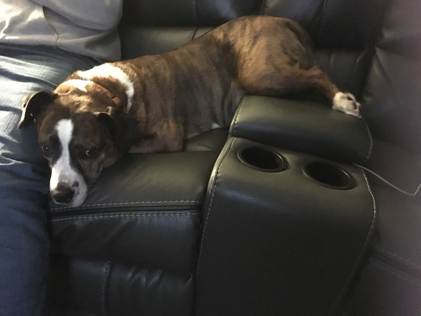 Pet Bomb Squad - Photo 3