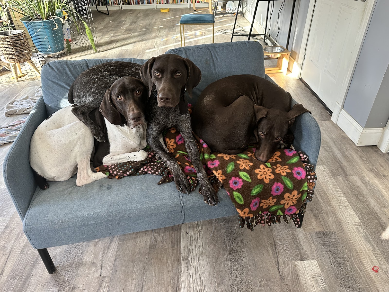 Scoop Force LLC - Photo 2