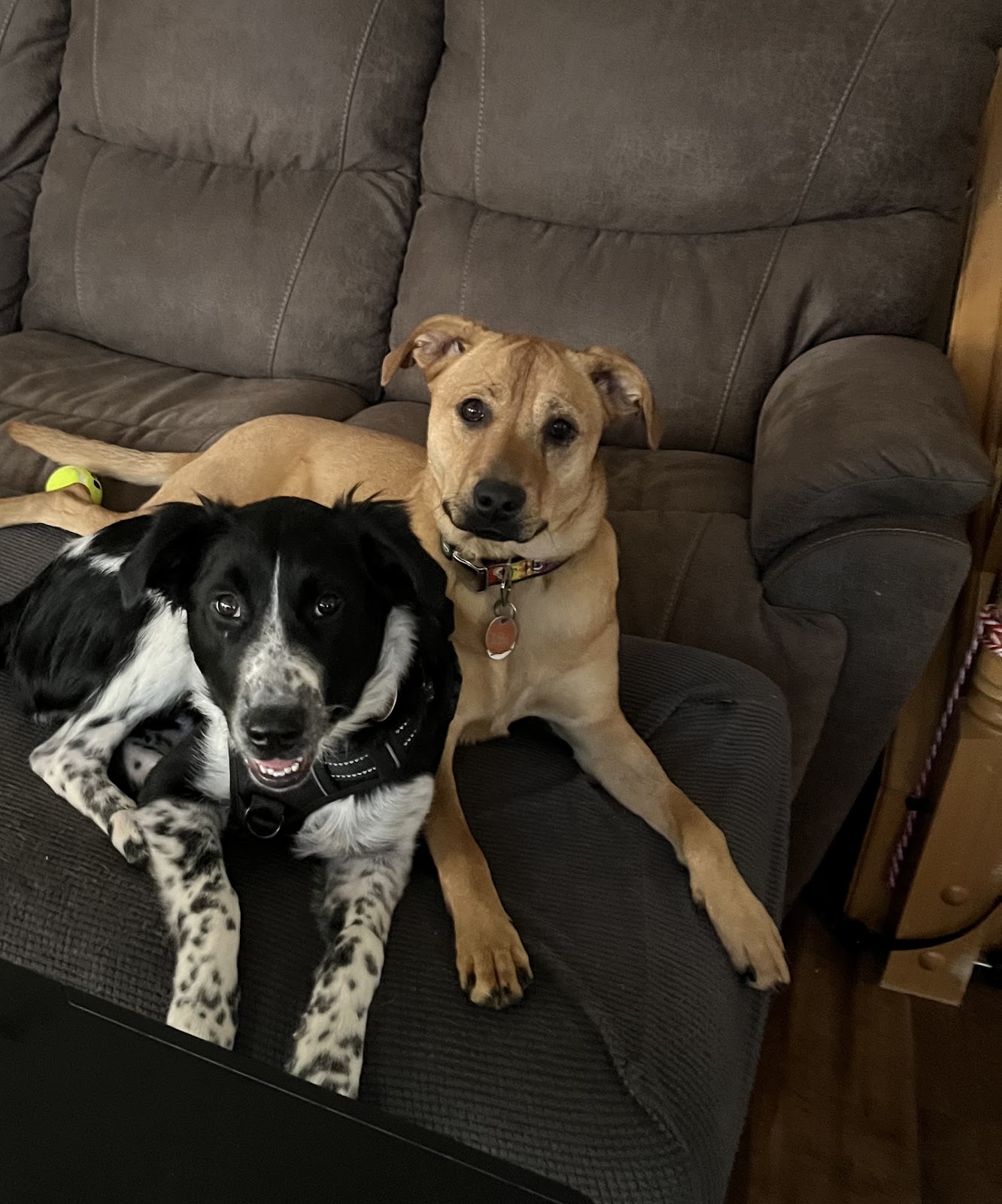 Scoop Force LLC - Photo 3