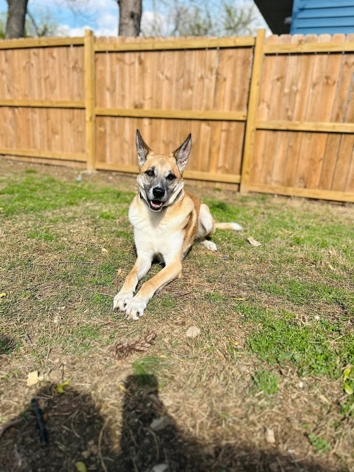 The Golden Scoop - Photo 3