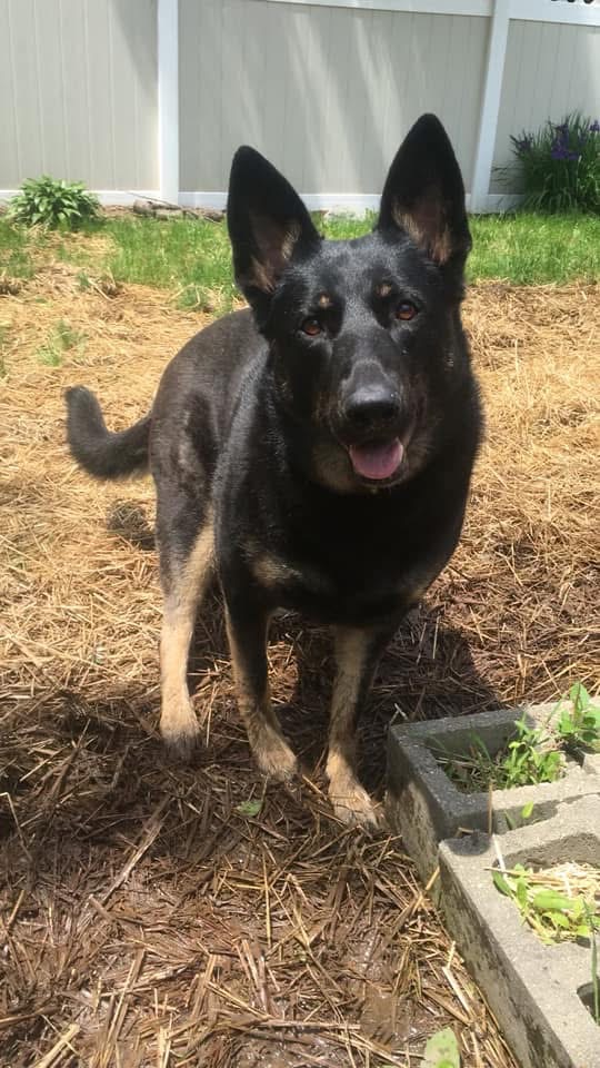 The Golden Scoop - Photo 4