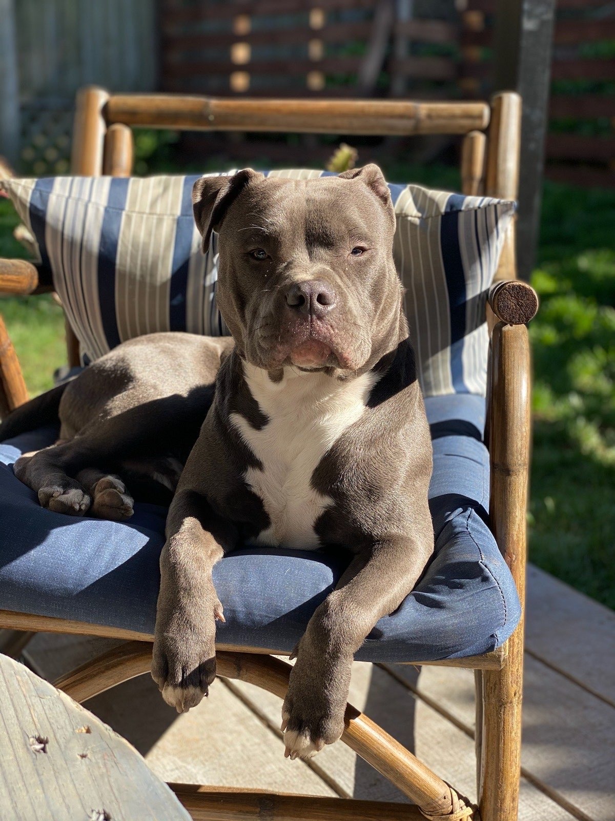 Dookie Doctors Pet Waste Removal - Photo 4