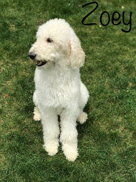 Scoop pawtrol - Photo 2