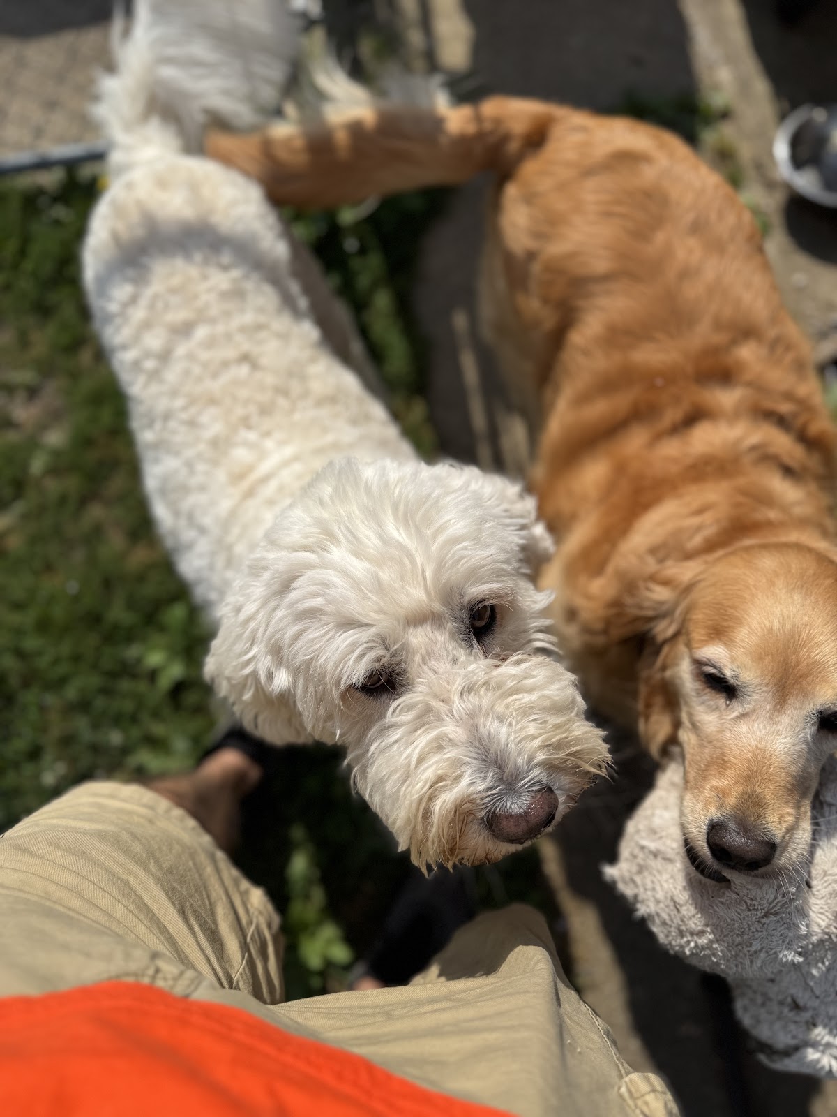 Scoop pawtrol - Photo 3