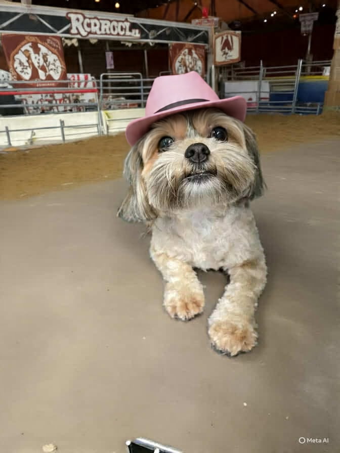 JR Pet Services Waggin' Train, LLC - Photo 2