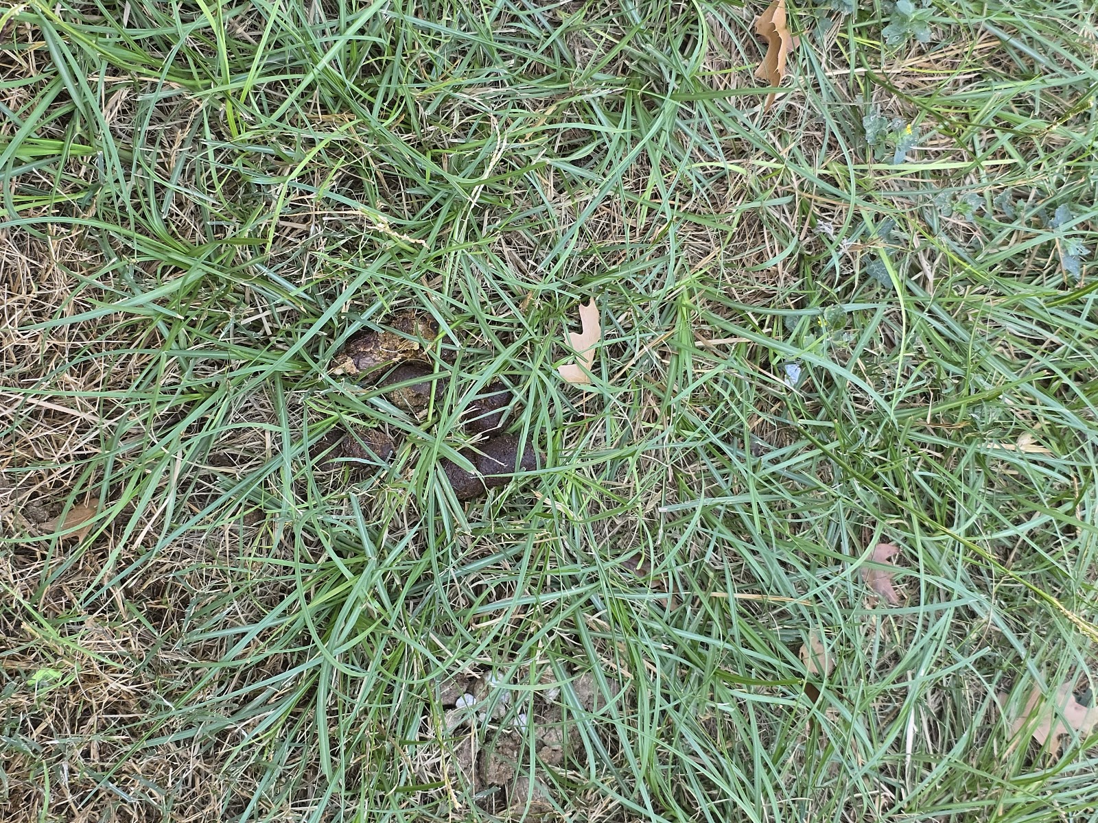 Poo Hero – Katy Pet Waste Removal - Photo 2