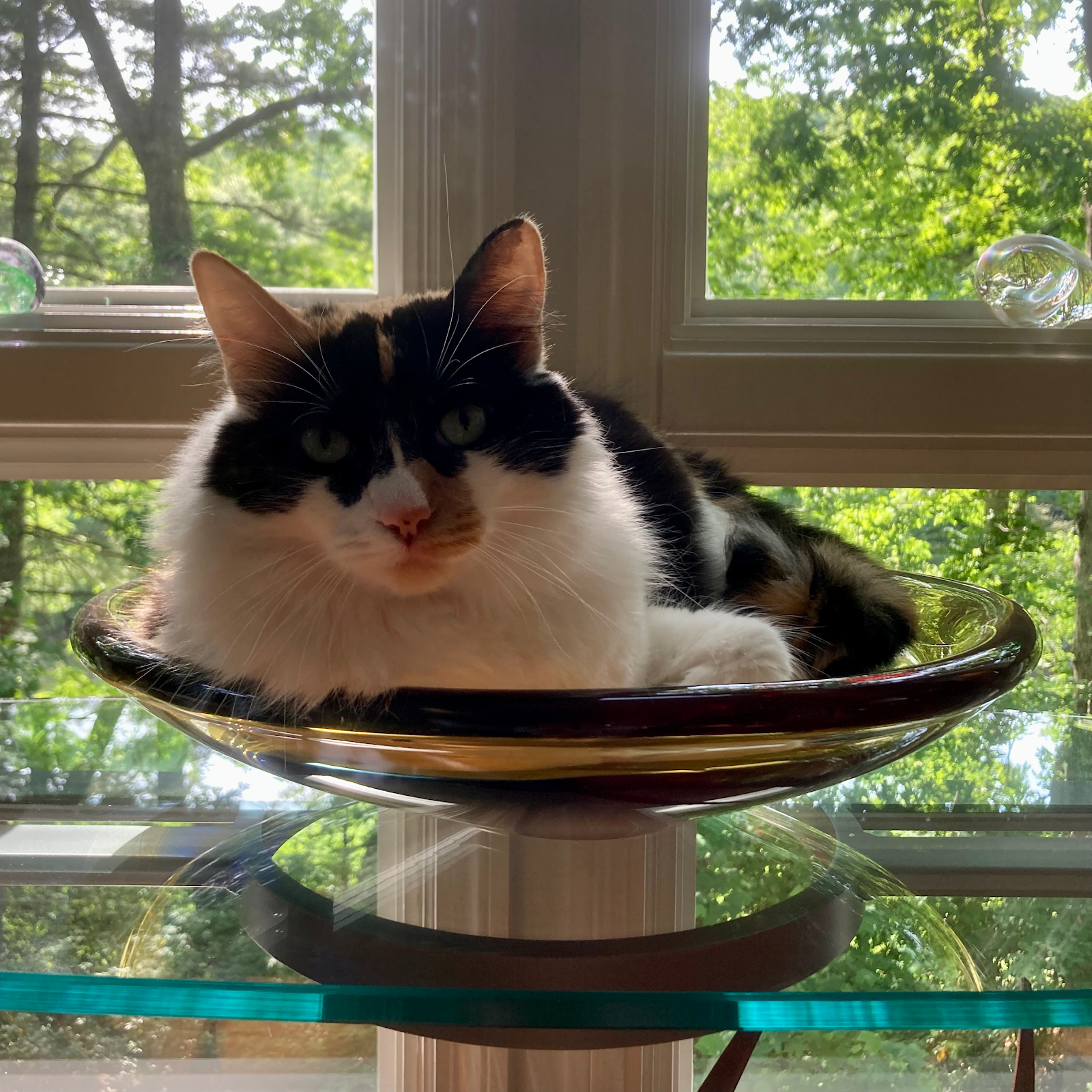 Flat Rock Pets - Personalized Pet Services - Photo 3