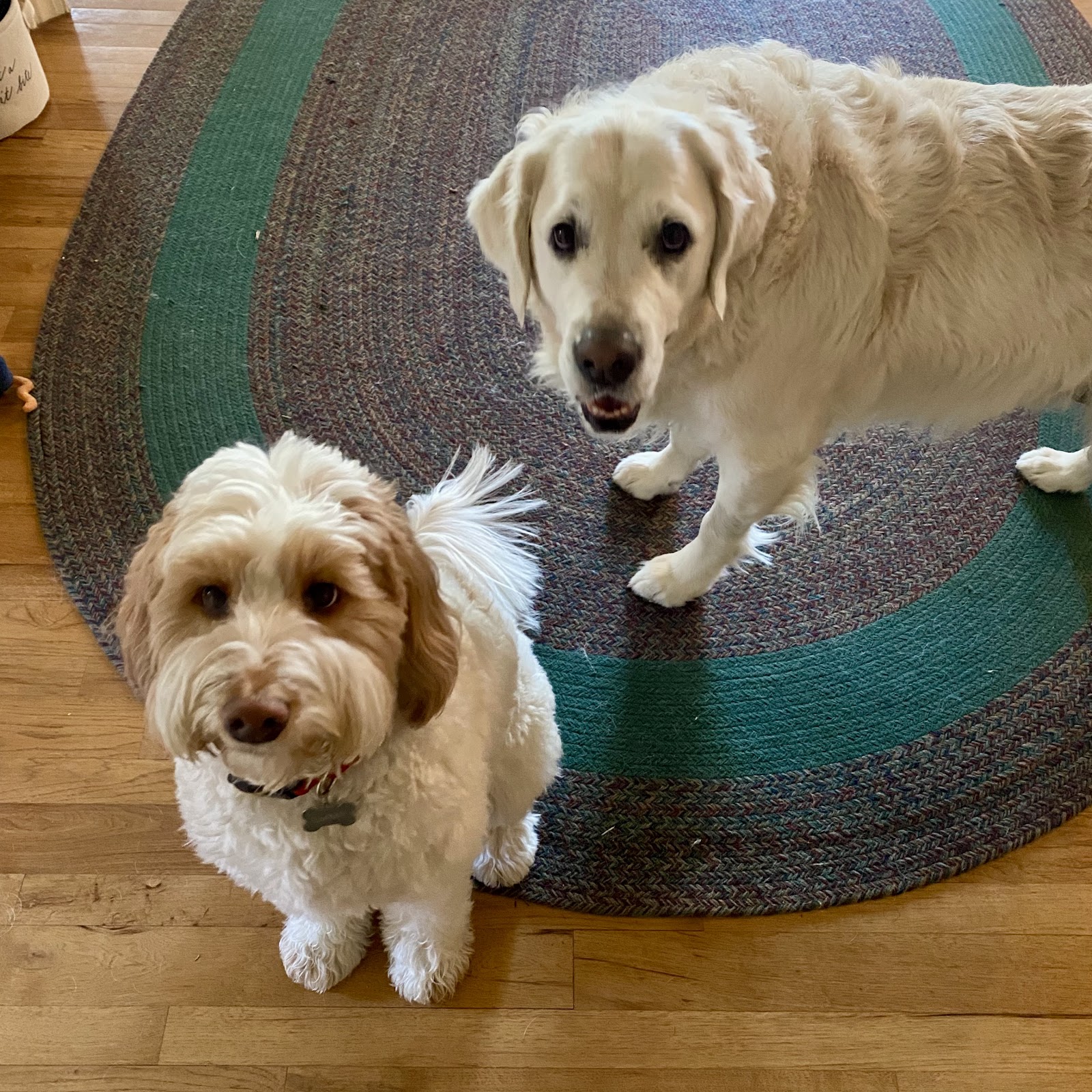 Flat Rock Pets - Personalized Pet Services - Photo 4