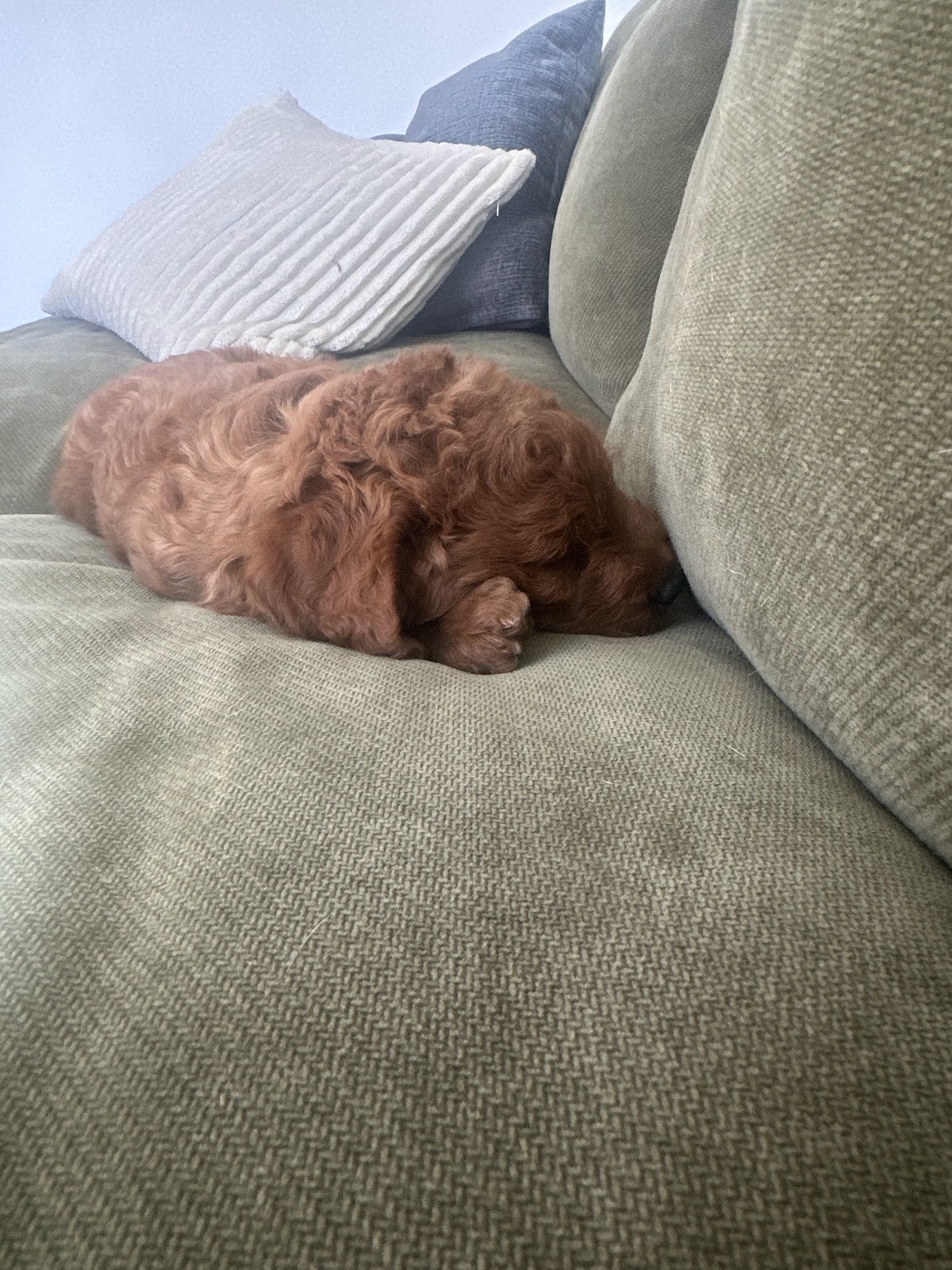 Iowa Pet Waste Removal