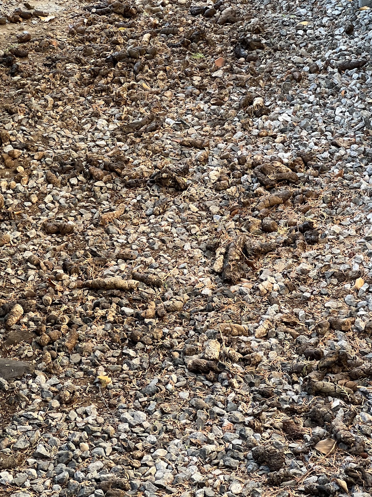 209 Poop Scoop - Photo 4