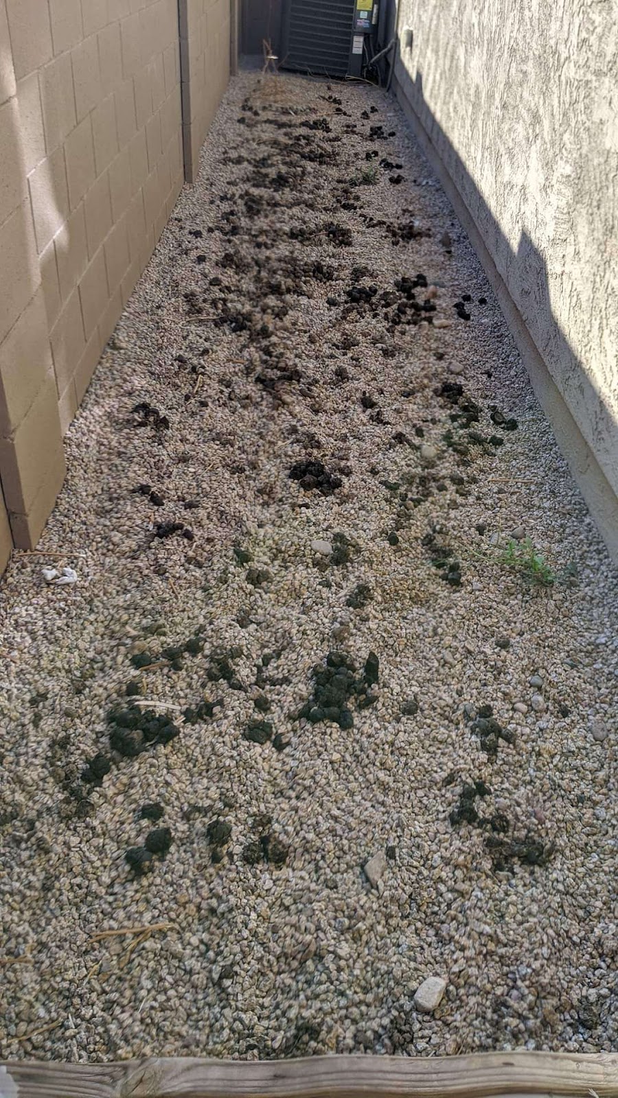 K9 Minesweepers Dog Waste Removal - Photo 4