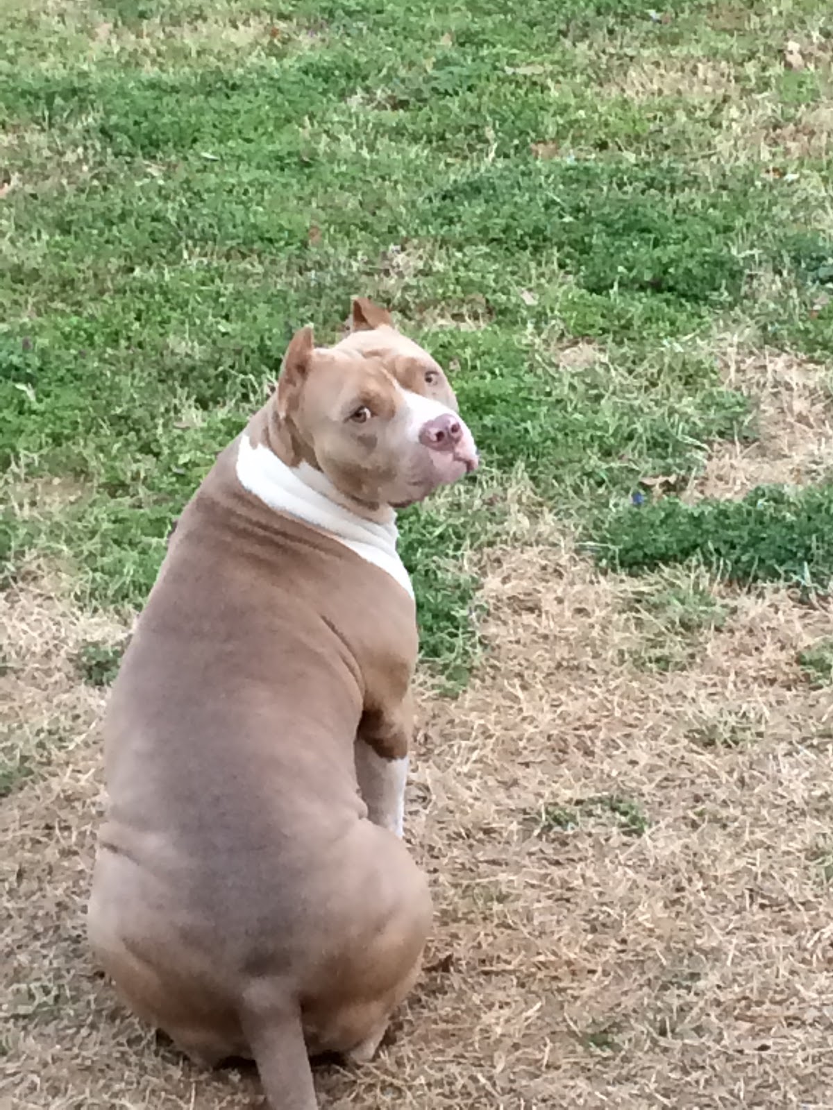 Dog Buttler - Photo 2