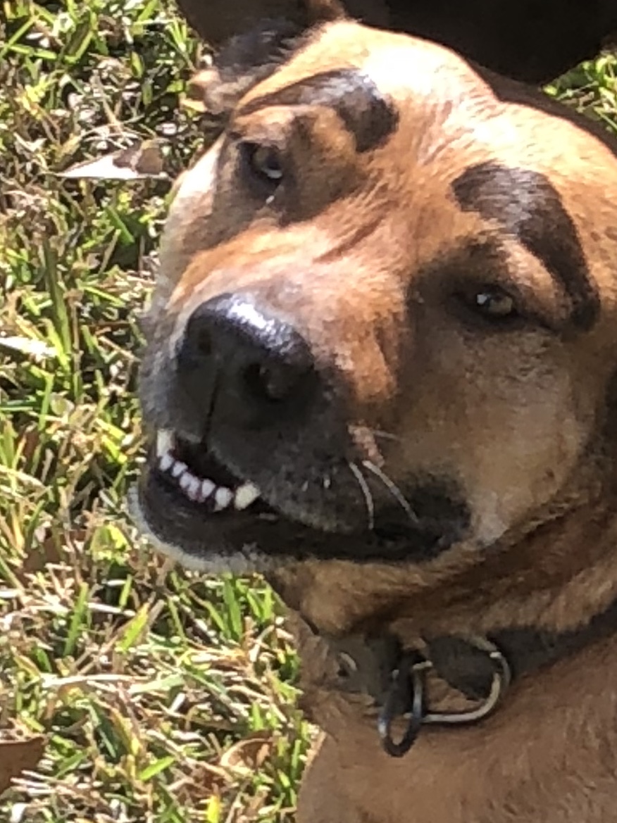 Dog Buttler - Photo 3