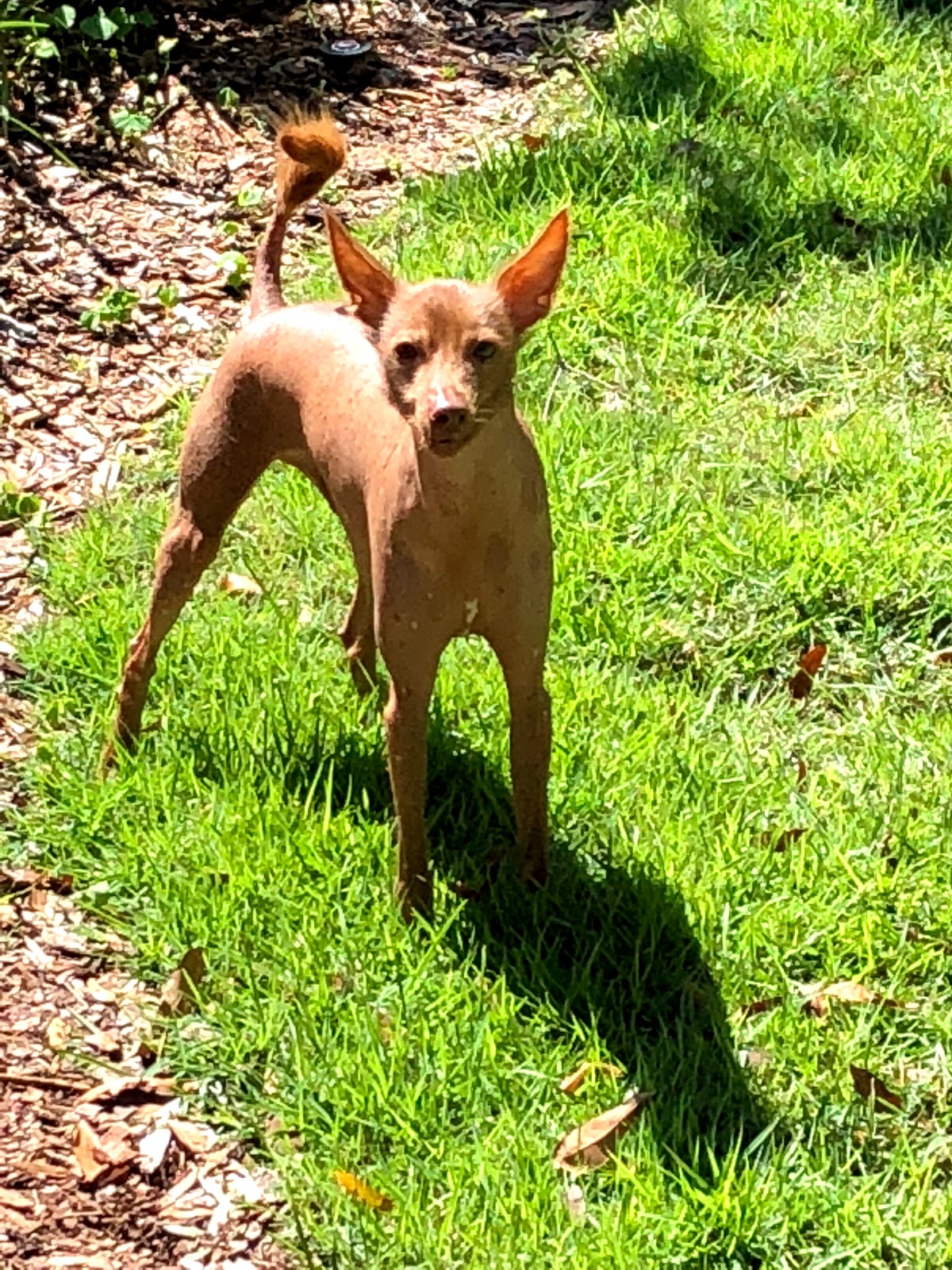 Dog Buttler - Photo 4