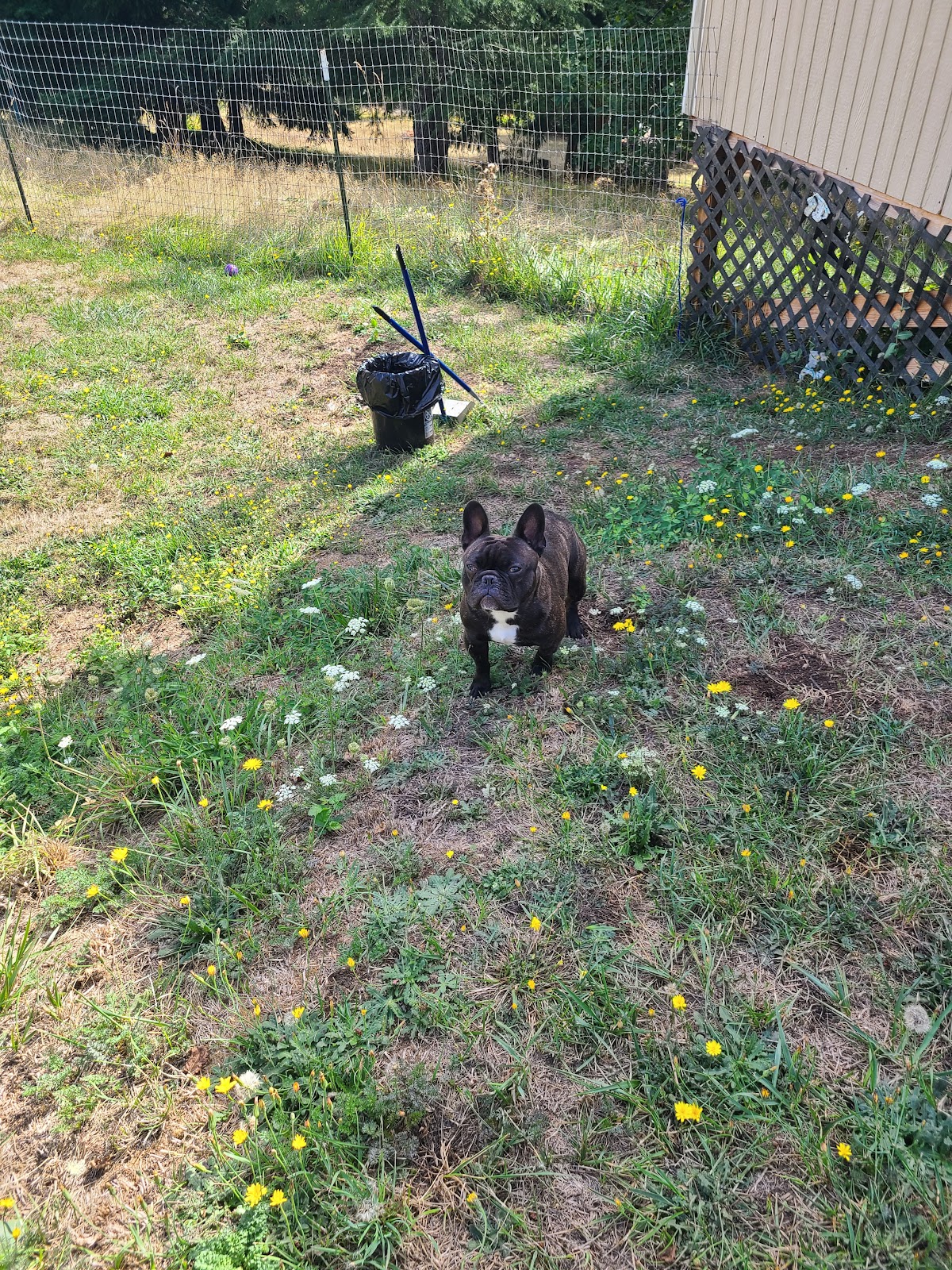 K9 R US LLC - Photo 3