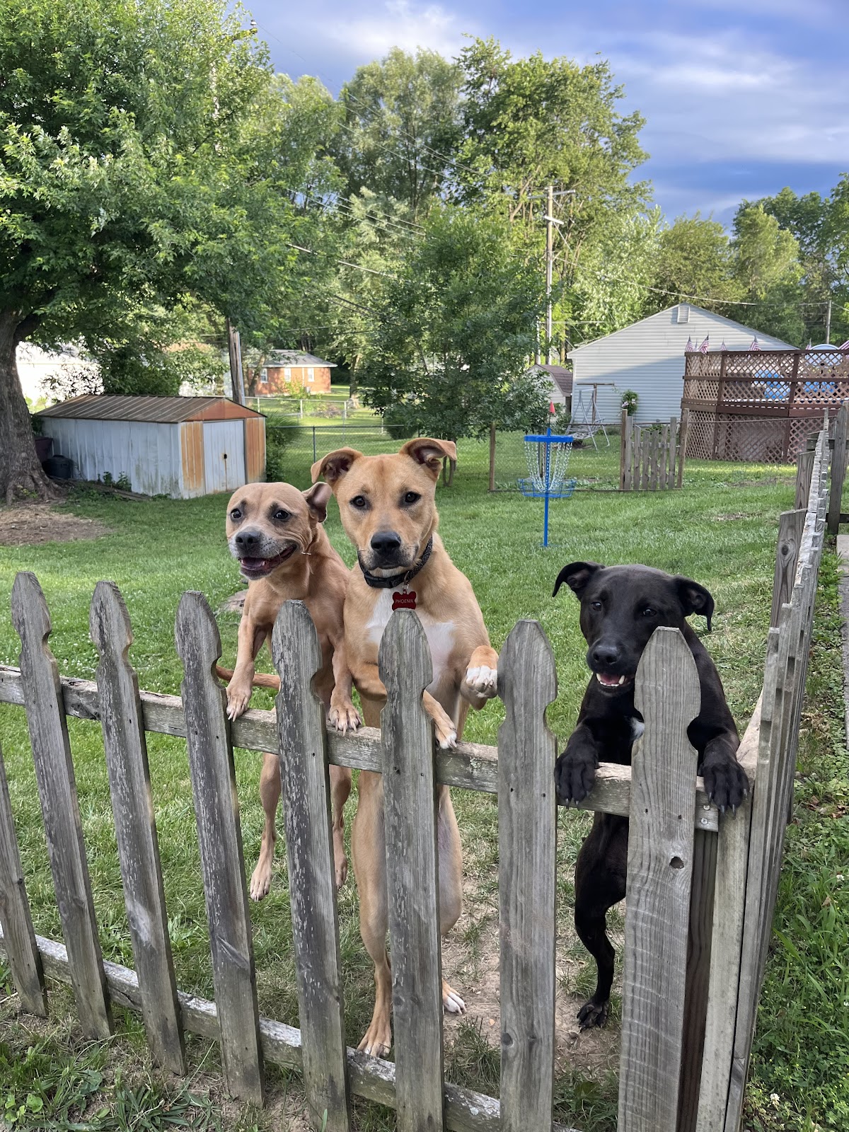 Atlanta Poop Patrollers - Photo 4
