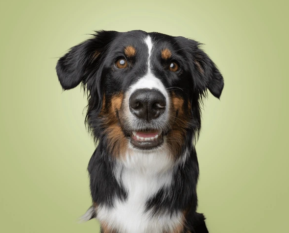 POOf! Dog Poop Pickup - Photo 3