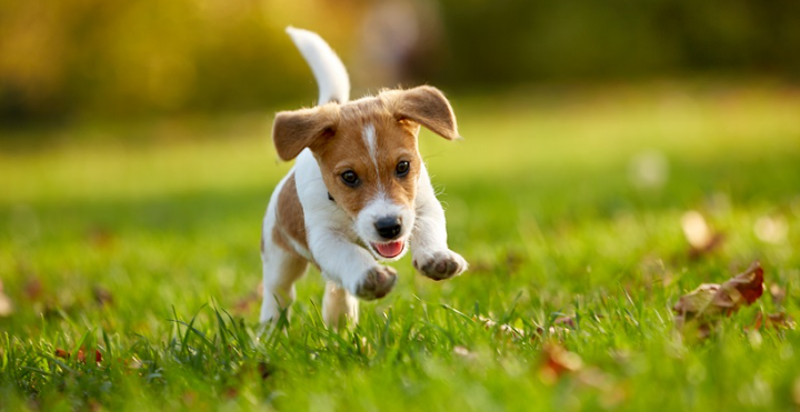 I pickup pet waste - Photo 2