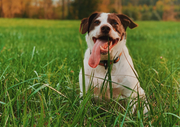 I pickup pet waste - Photo 3