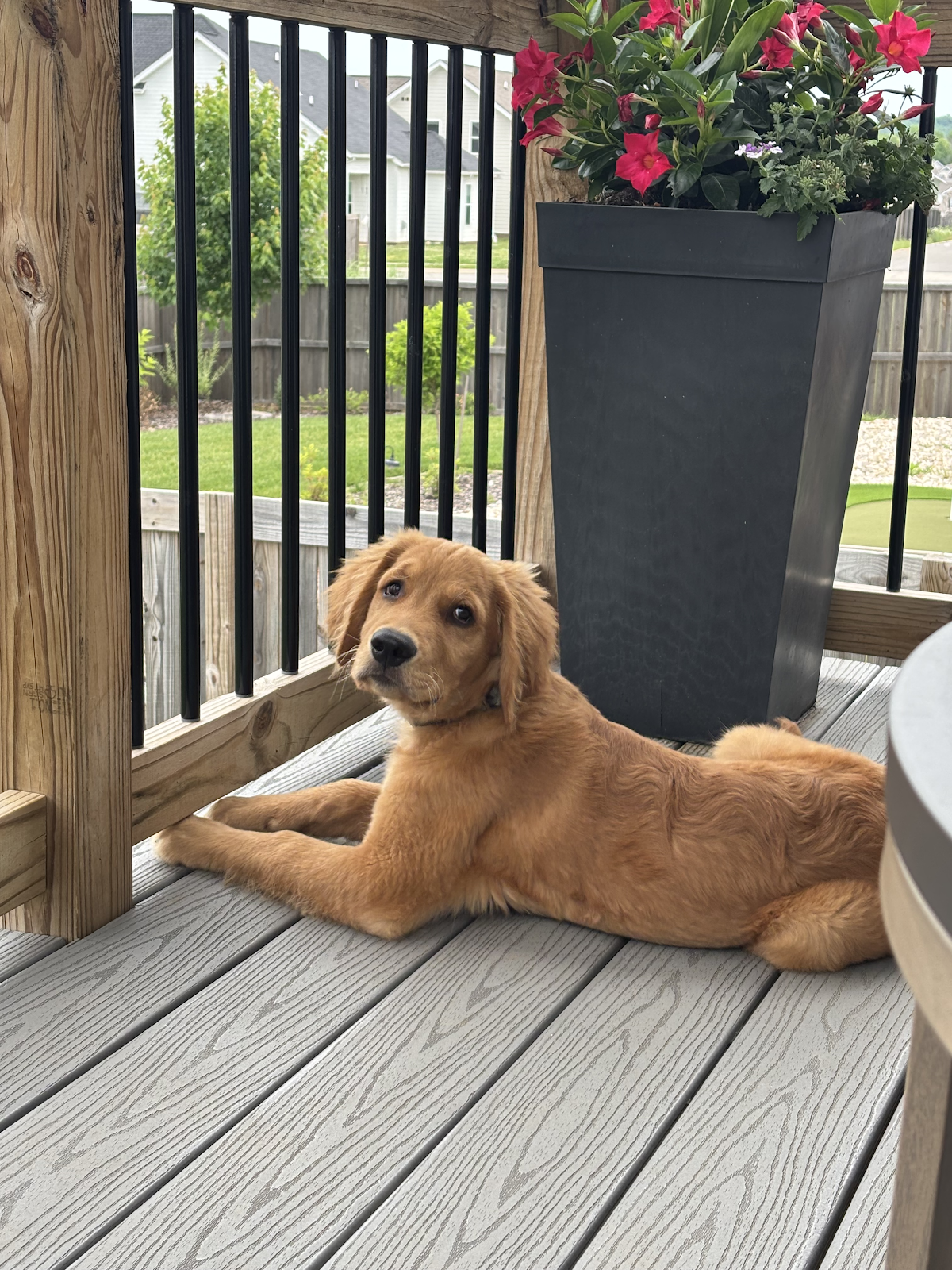 Pet Waste Hero - Photo 3