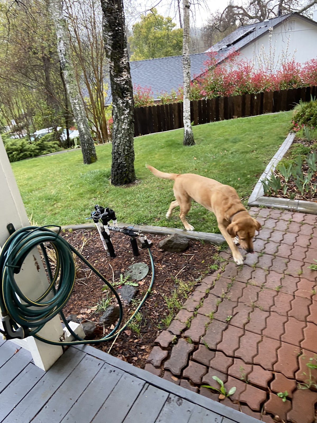 Pet Waste Hero - Photo 4