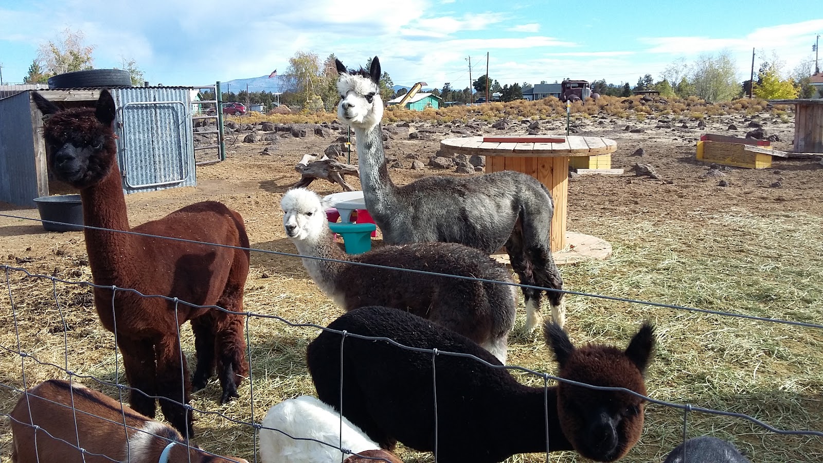 Rover's Butler Dog Waste Removal