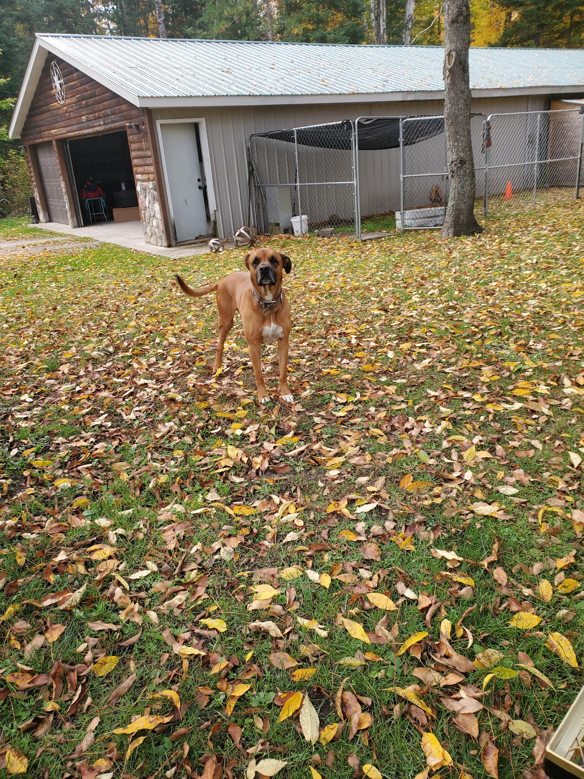 Doody Calls of Lupton