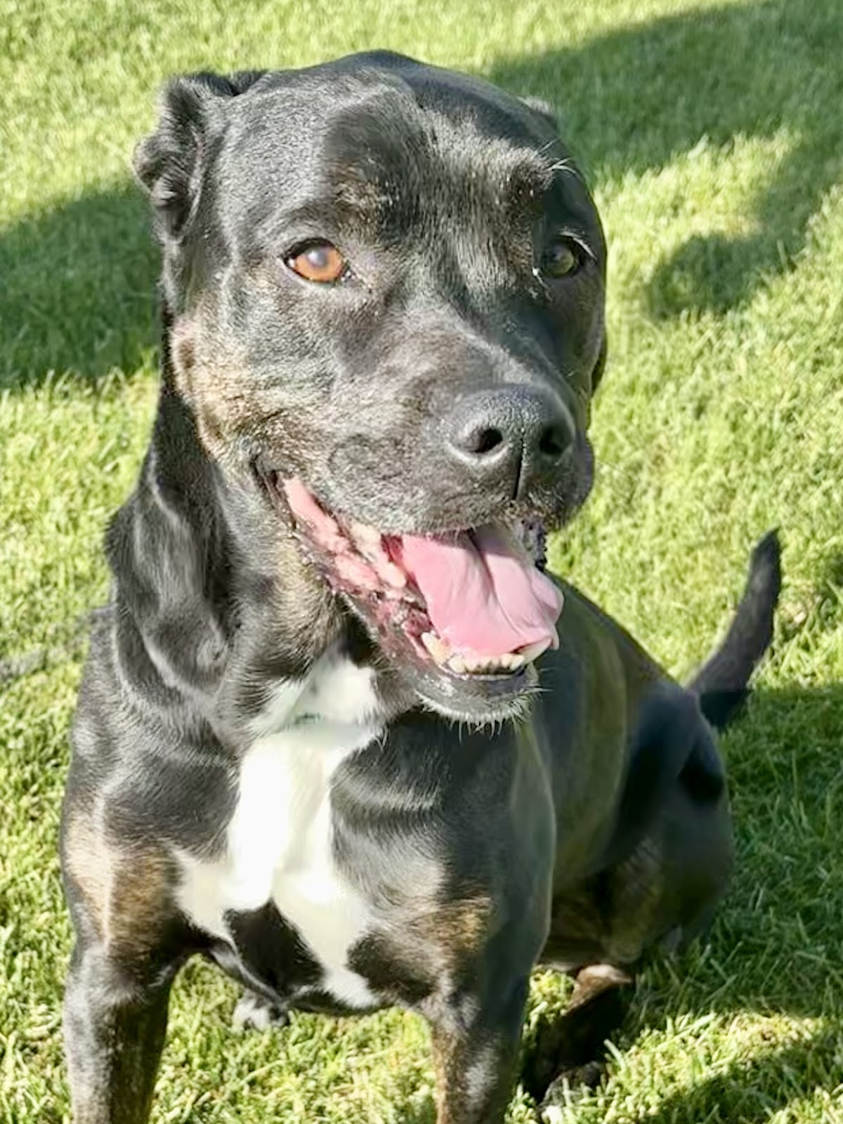 Oh Poop! Dog Waste Removal