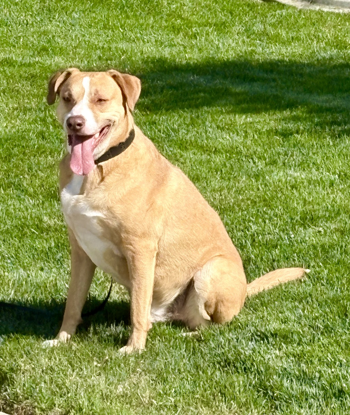 Oh Poop! Dog Waste Removal - Photo 2