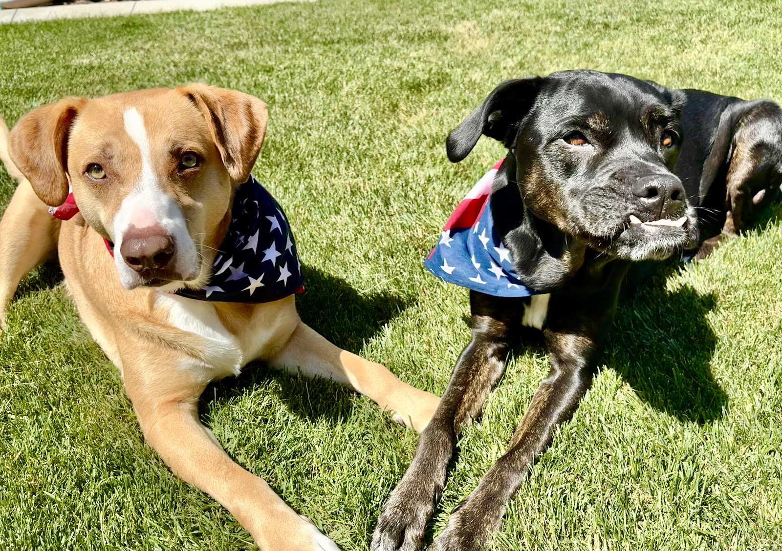 Oh Poop! Dog Waste Removal - Photo 3