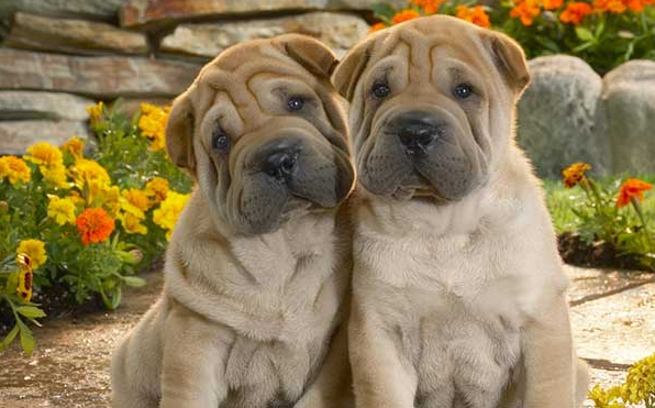 POOf! Dog Poop Pickup - Photo 2