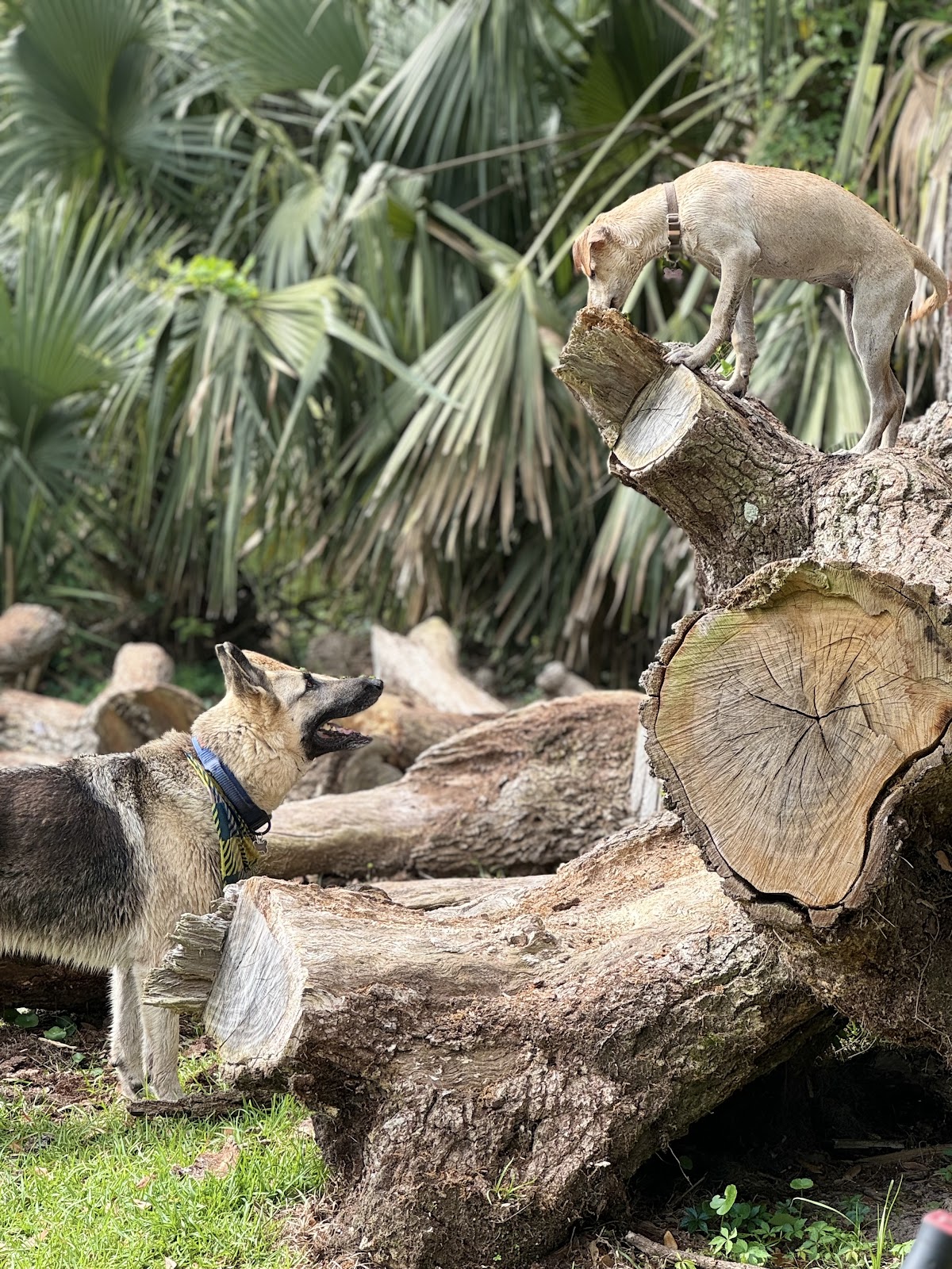 Island Poo Patrol - Photo 4