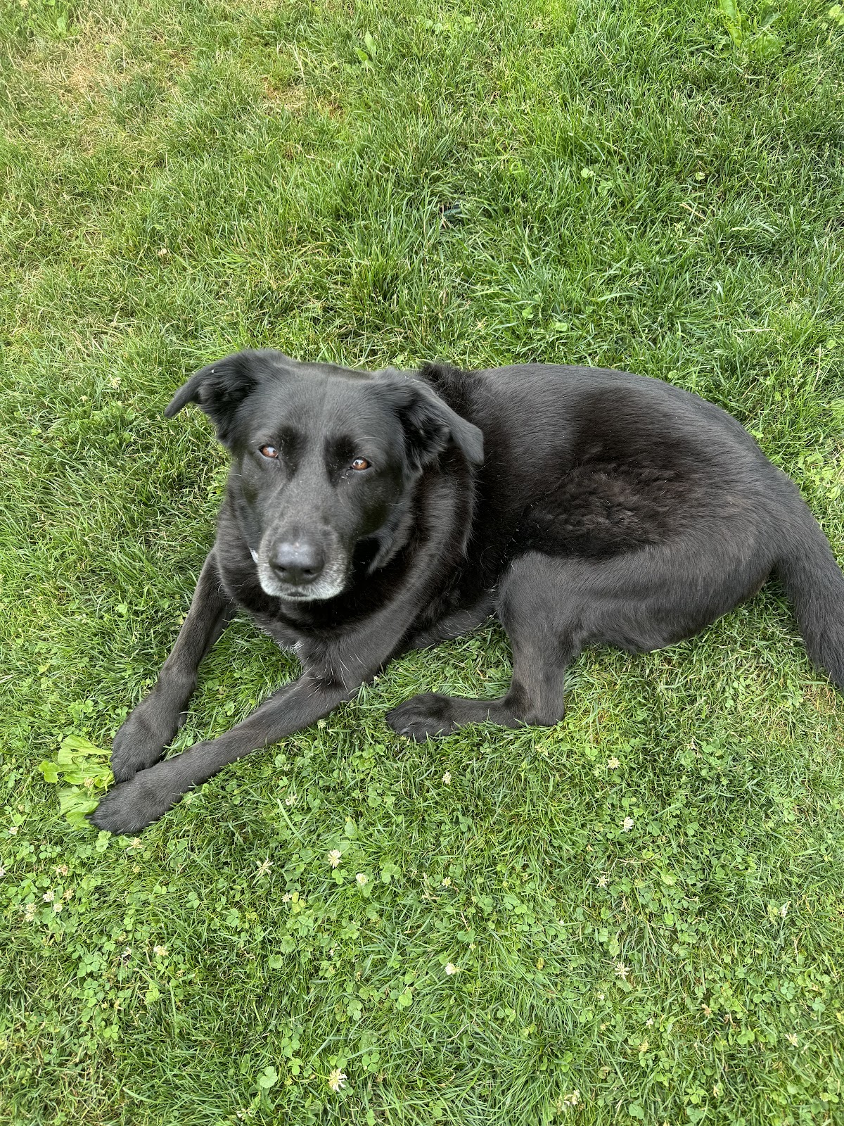 Pet Butler - Photo 3