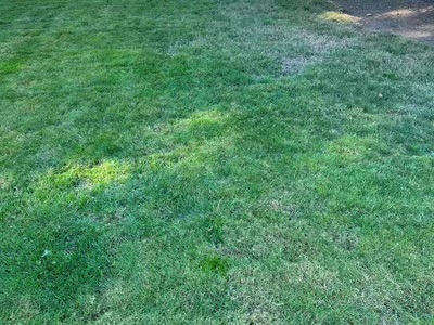 ScoopDog - Poop Pickup Services - Photo 4