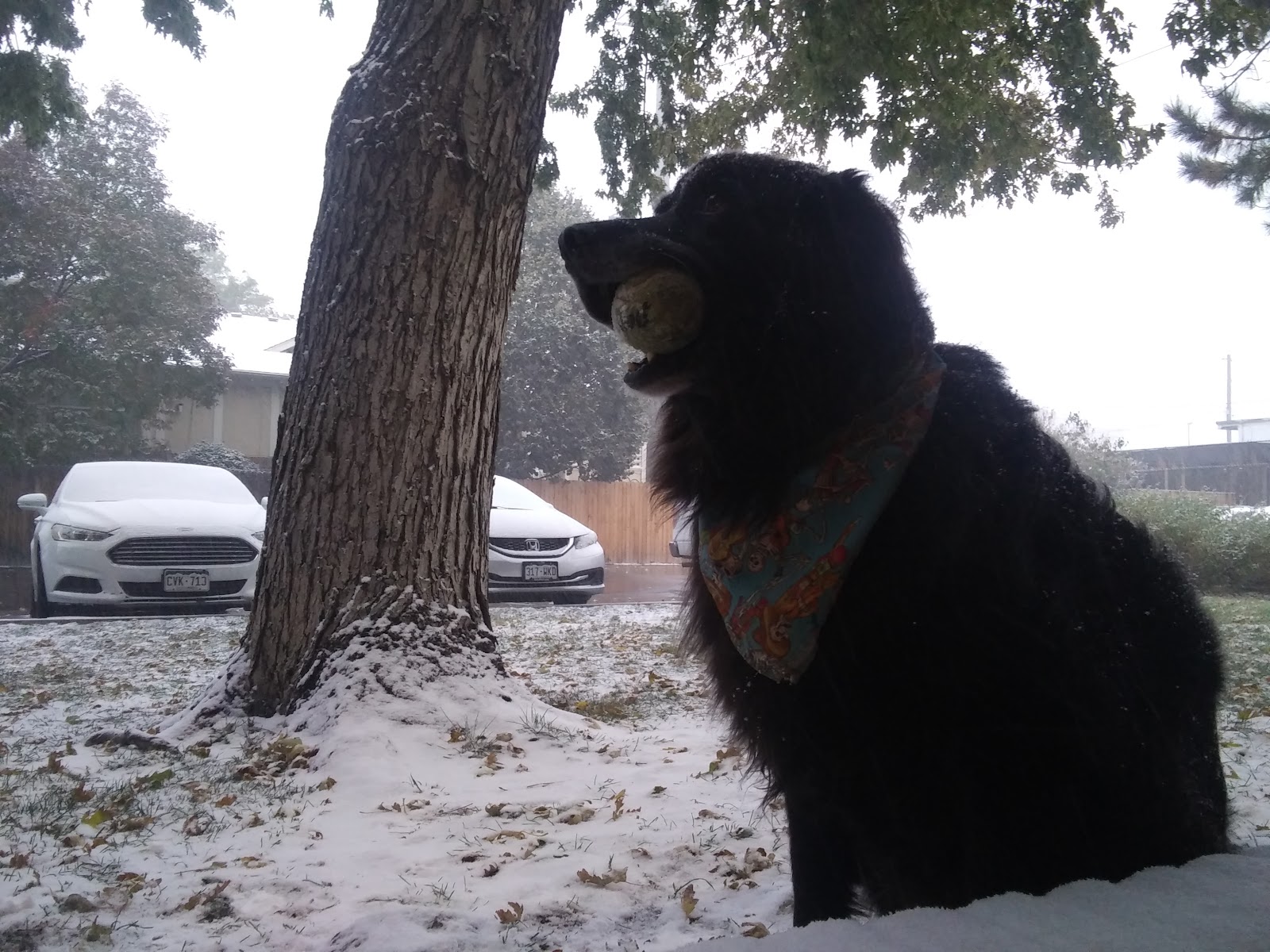 Sgt.Dookie Pet Waste Removal - Photo 4